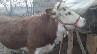 Rassiyiski bogoz 996359898
