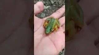 Asian frog 🐸 #animals #nature #frog #shorts