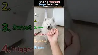 Ranking the funniest dogs reactions😭😭 #shorts