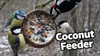 So Many Birds Love This Coconut Feeder! 🥥🐦 | Woodpecker, Blue Tits, Great Tits & More