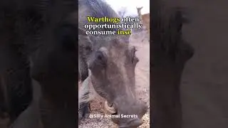 Warthog Fact Secrets 🐗 #warthog #facts #shorts
