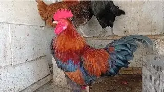 Amazing rooster crowing loudly in the morning | beautiful hens 🐓🐔 #birds 