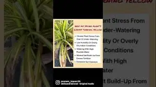 Spider plant care| All about spider plant |Reasons of Spider Plant&rsquo;s leaves turning yellow