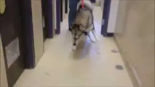 GTHS Canny Collar Demo