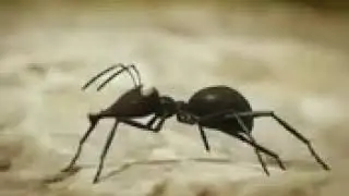 Balochi Dubbed Makora cartoon funny videos