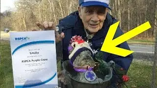 This Cute Yorkshire Terrier Was a WWII Hero!
