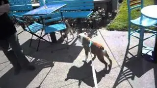 Coconut's dream day
