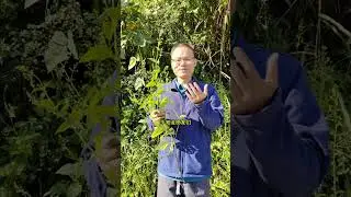 溪黄草又叫香茶菜，蛇总管夫人，它的味道很苦，对肝比较好