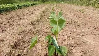 POTATO GROWING VS. EDDOES IN ZONE 7