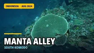 Manta Alley - Komodo - Indonesia