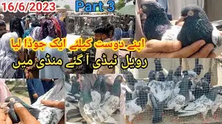 Royal Teddy Kabootar | Kallar Syedan Kabutar Market Update | Part 3 | 16/6/2023 | Teddy Pigeon Price