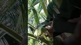 The art of tapping coconut sap #agricultura #rurallife #satisfying