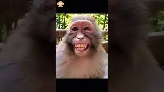 Funny monkey #youtube  #foryou #fyp #funnyvideos #funny #animals #monkey