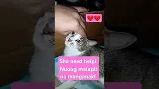 #catneedhelp
