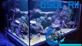 650 liter Zoutwater aquarium