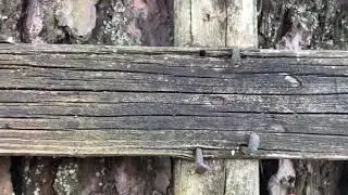 Скиты, могила Феклы