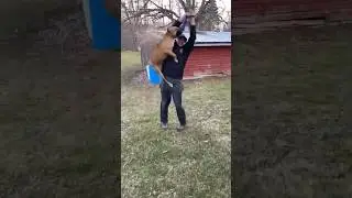 Pitbull tripod tug of war Canine Athletes