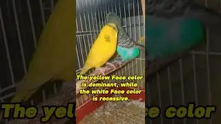 What does the base color mean in budgies? #shorts #mutations #budgies