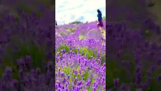Mayfield lavender farm | one hour from London #viralvideo #viralshort #trending #vlog #summer