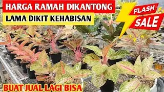 Aglonema Koleksian Ramah Dikantong‼️ Lama dikit Kehabisan ~ 90