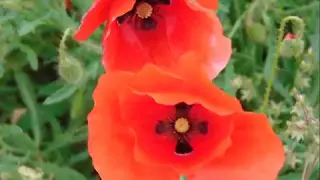 As Mondadeiras Cantando - Musica Tradicional do Alentejo