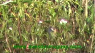 Jacana jacana - Jacanas, pichones