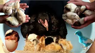 Kadaknath Hen Harvesting Egg To New &ldquo;BORN&rdquo; Chicks \ New Trick Hen Harvesting \ دجاجة حصاد بيض الدجاج