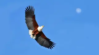 BIG FIVE and BIRDS in Kruger National Park (French, Season 11).