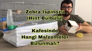 Hint Bülbülü Zebra İspinozu Kafesinde Hangi Malzemeler Bulunmalı?