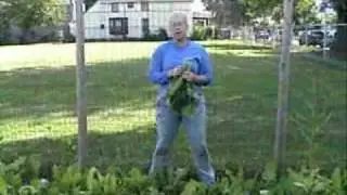 Rochester Roots organic farm
