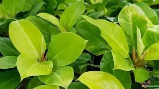 Philodendron Moonlight Plant