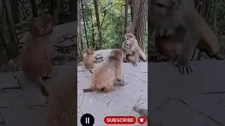 Cute Monkey Couple Has a Funny Fight! 😂🐵 #monkeylove