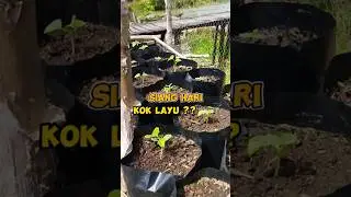 Lakukan Ini Jika Tanaman Kita Layu Di Siang Hari !!!