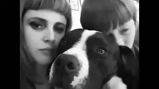 Pitbull awareness - break their bad reputation