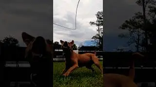 Abitha and some flirt pole work. #apbt #pitbull #gamedog #ChAkuma #Aries #eli #conditioning