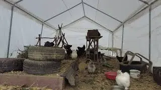 Peaceful Chicken Coop - Daytime Form Ambience Natural COOP TV