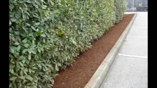 Bark Mulch Surrey | Call (604) 522-7707 | Bark Mulch | Topsoil Surrey | Landscaping Supplier Surrey