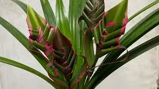 Artificial flowers made from betel palm leaves #diy #lookpaparichat #fblifestyle