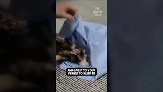 Ways to Bond with Your Ferret : Shirt Technique