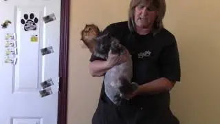 Putting a Cat in a Kennel