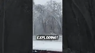 The way this tree falls is shocking!