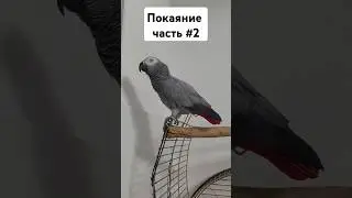 The parrot scolds itself #eureka #talkingbird #eurekaparrot