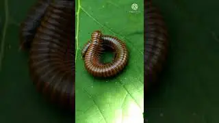 Incredible millipede activities. #SHORTS, #SHORTSVIDEO, #YOUTUBESHORTS,