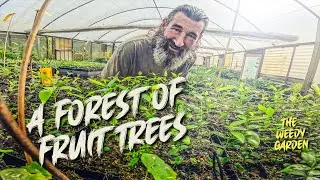 The Best Place to Buy Fruit Trees in Australia – They Post to Your Door!