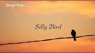 Silly Bird | Zihad Zhan 