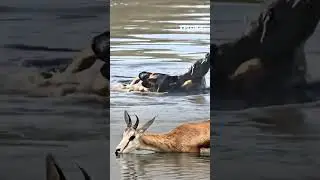 WILD DOG ATTACK ANTELOPE.! Anjing liar Berburu Antelop di Air #shorts