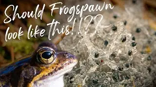 Look what I found! | Frogspawn | Wildlife Pond Frog