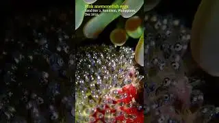 Pink skunk #clownfish babies #romblon #scubadiving