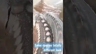 All so unique #sturgeon