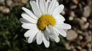 daisy mutant mutated flower